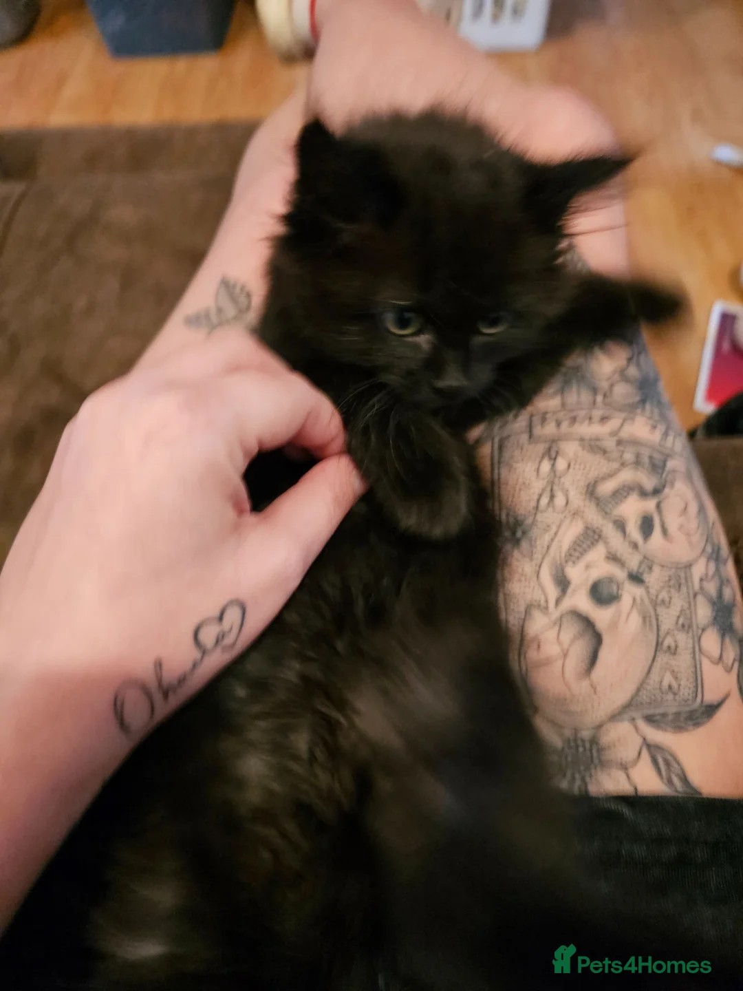 Mixed Breed cats for sale: Male kitten in Clacton-on-Sea - Advert 2