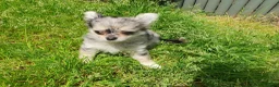 Chihuahua dogs for sale: Tiny tiny chihuahua girls  for sale  - Advert 8