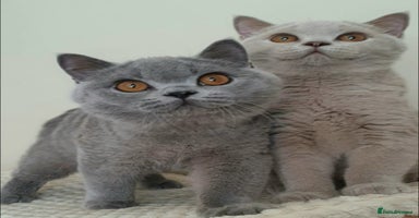 British Shorthair cats - Advert 2