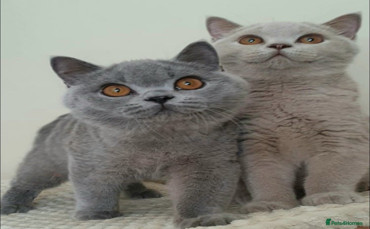 British Shorthair cats - Advert 5