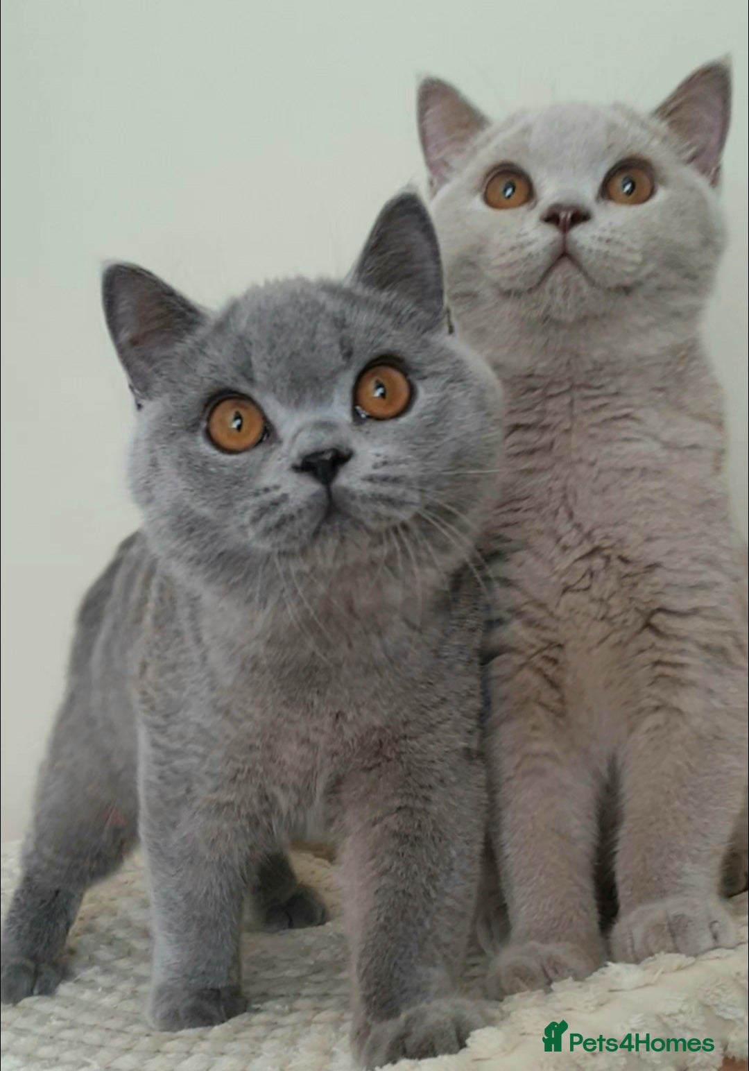 British Shorthair cats for sale: Impressive Pedigree BSH Kittens  - Image 4