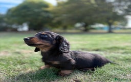 Miniature Dachshund dogs for sale: Black and Tan mini longhaired dachshund  - Image 1