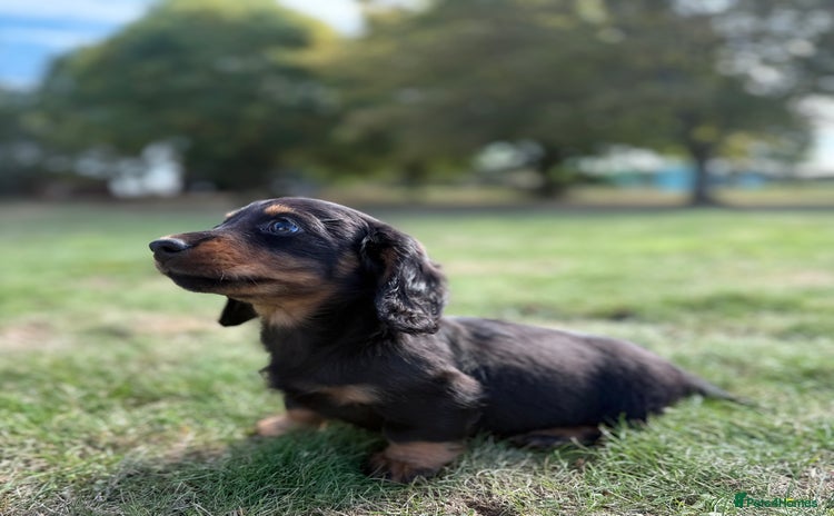 Miniature Dachshund dogs - Advert 1