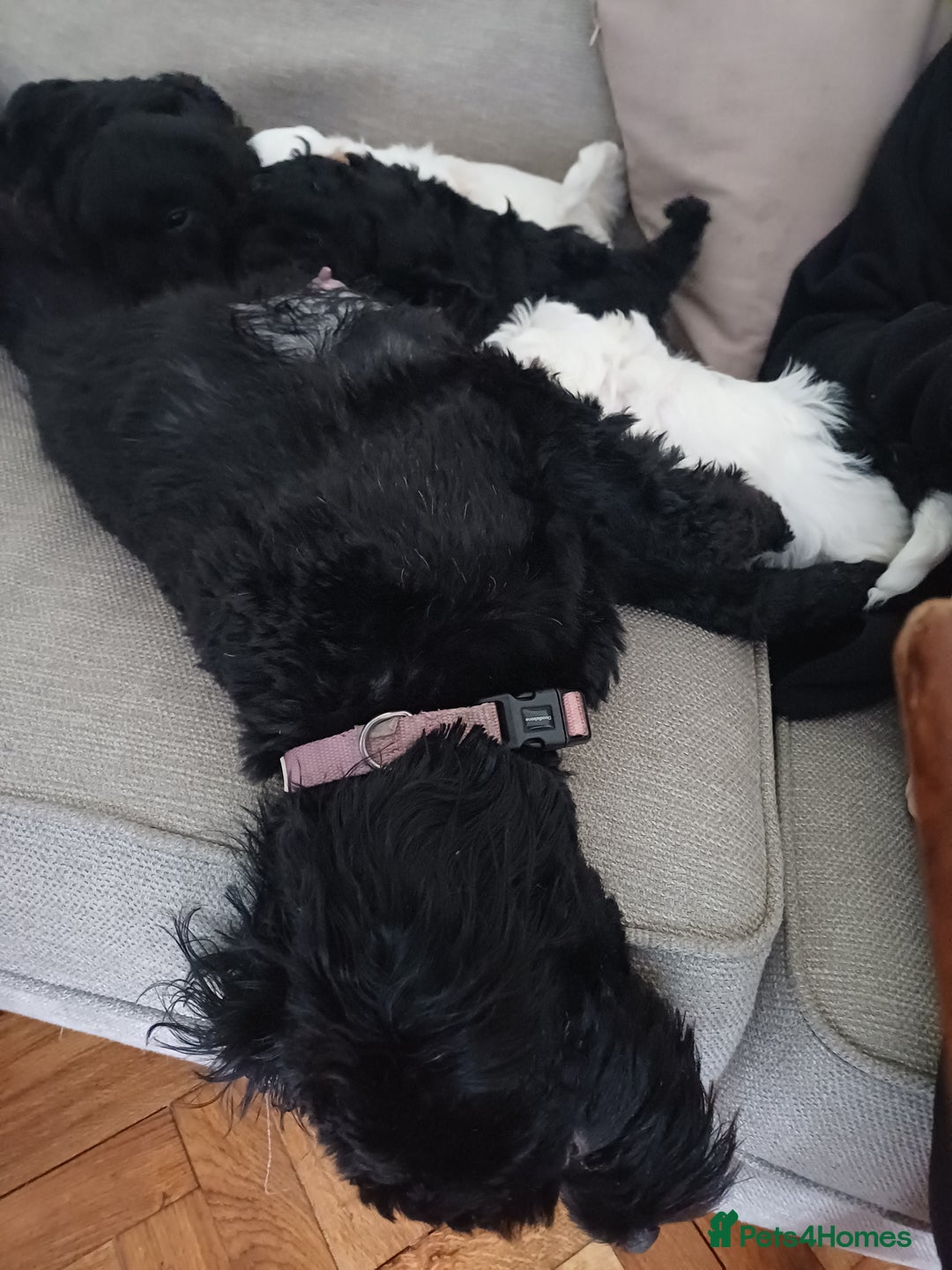 Mixed Breed dogs for sale: Cavapoo puppies available before  **   - Advert 1