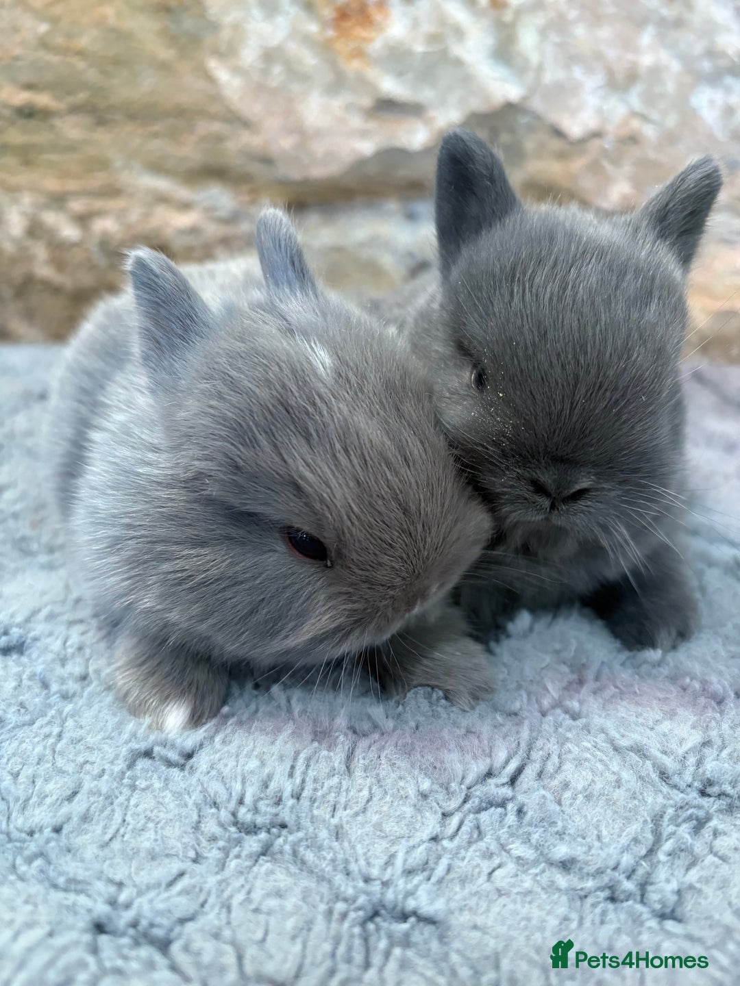 Netherland Dwarf rabbits for sale: Sweet Blue Netherland dwarf bunnies - Advert 5