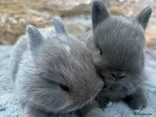 Netherland Dwarf rabbits Sweet Blue Netherland dwarf bunnies - Advert 17