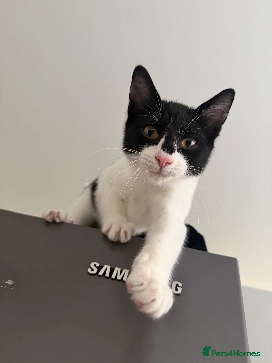Mixed Breed cats for sale: Batman - Advert 2