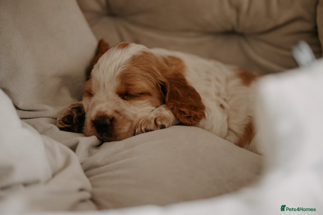 Cocker Spaniel dogs for sale: Stunning Cocker Spaniels - Image 3