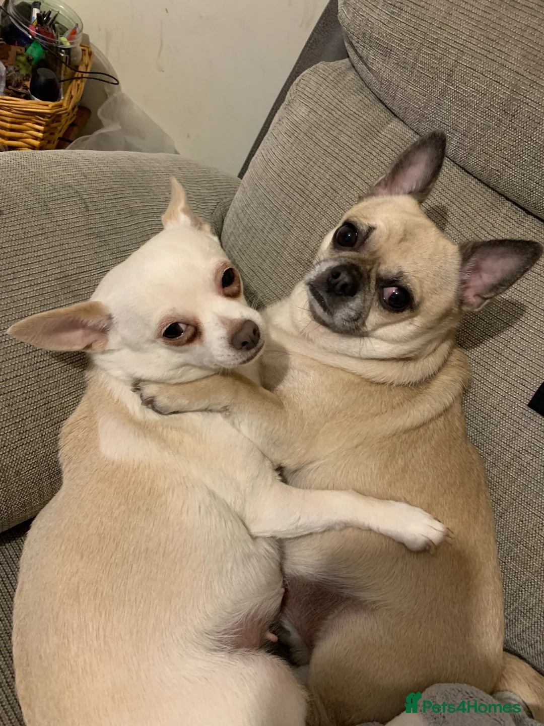 Chug dogs for sale: 5 male chihuahua/Chug puppies  - Advert 1