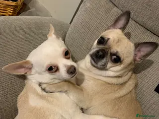 Chug dogs 5 male chihuahua/Chug puppies - Advert 4