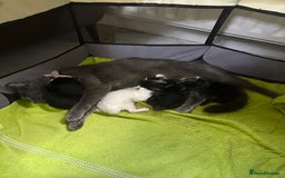 Russian Blue cats for sale: Russian blue and Turkish angora cross - Image 9