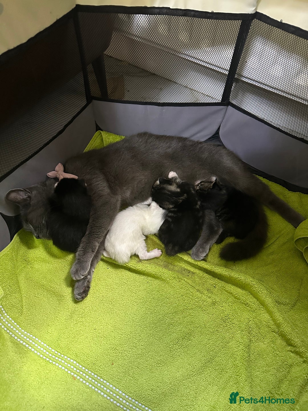 Russian Blue cats for sale: Russian blue and Turkish angora cross - Image 9