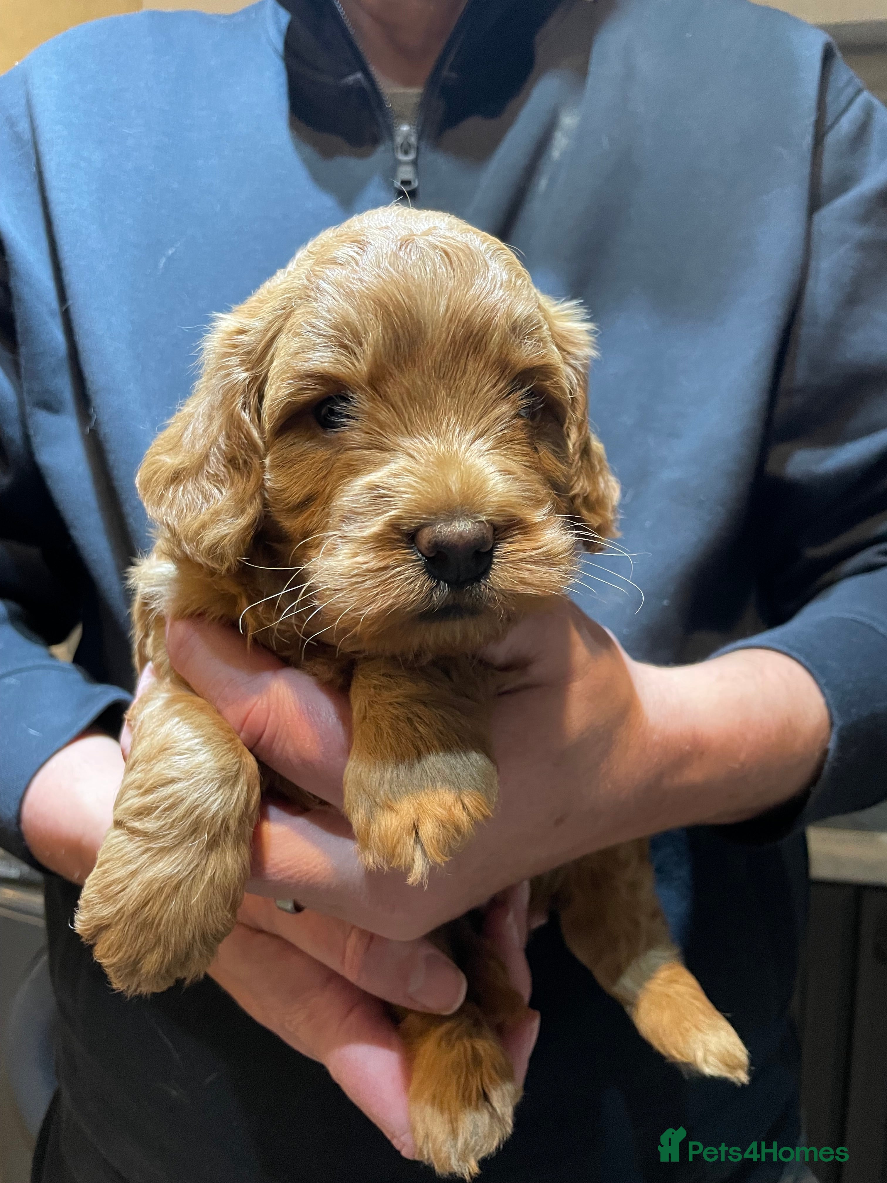 Sproodle dogs Beautiful Red Boy and Merle Girl Available - Advert 2