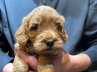 Sproodle dogs Beautiful Red Boy and Merle Girl Available - Advert 5