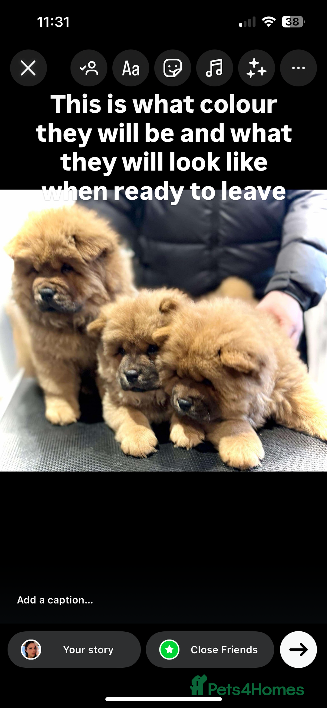 Chow Chow dogs for sale: Chow chow pups - Image 3