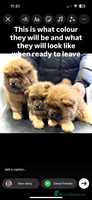 Chow Chow dogs - Advert 3