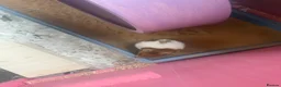 Hamster rodents for sale: Syrian hamster free to a good home  - Advert 13