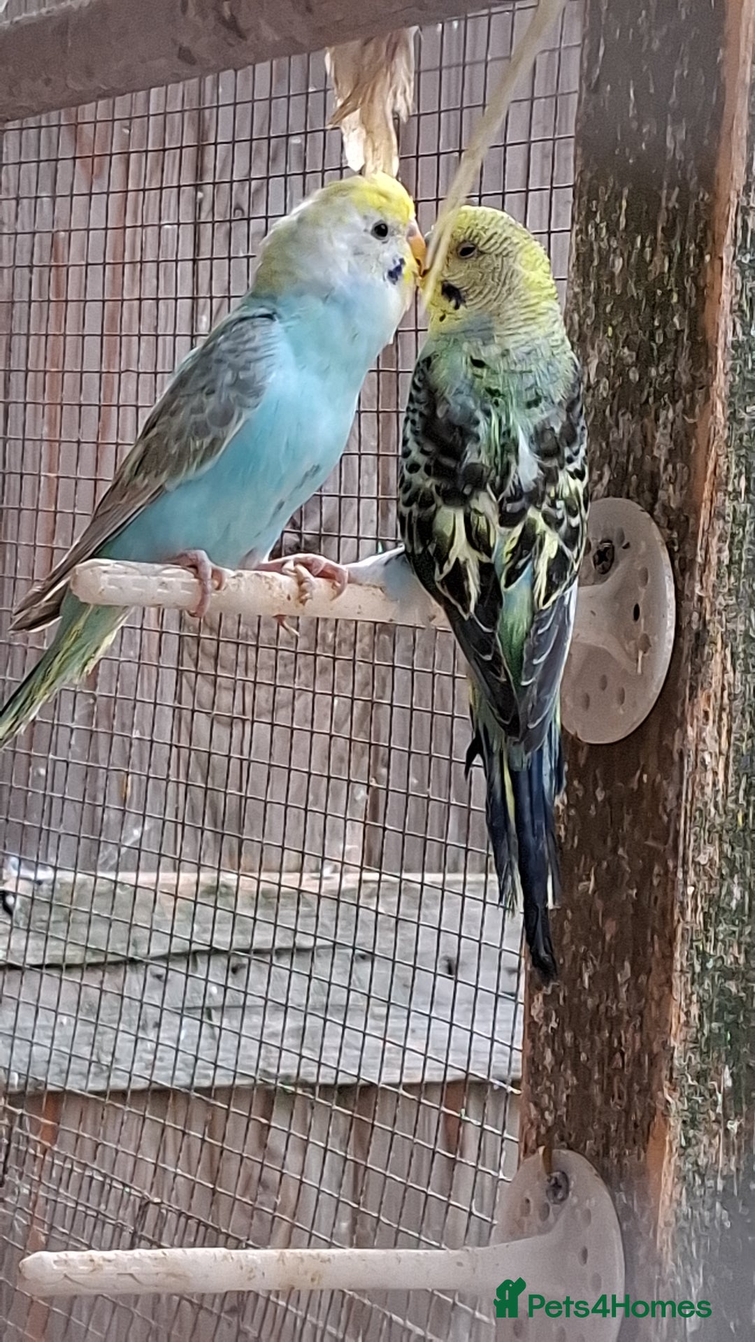 Budgerigars birds for sale: Budgies for sale Birmingham  - Image 5