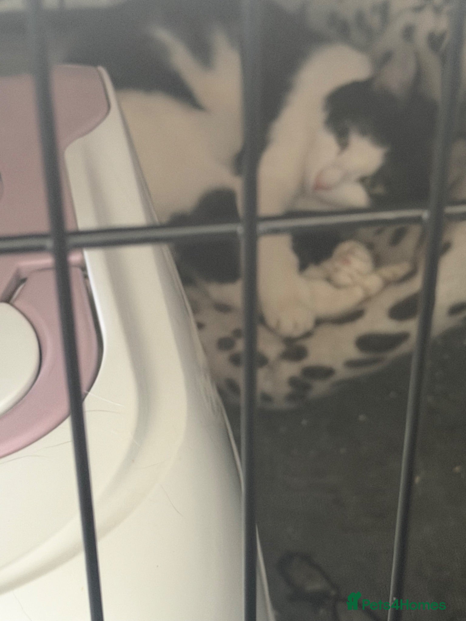 Mixed Breed cats Black and white cat  - Advert 1