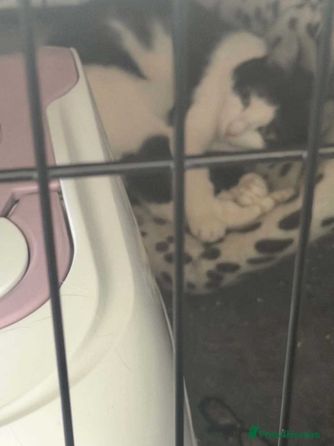 Mixed Breed cats for sale: Black and white cat  in Newcastle upon Tyne - Advert 1
