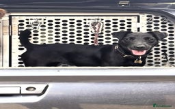 Patterdale Terrier dogs for sale: Very sweet  Patterdale needs her own family.  - Image 3