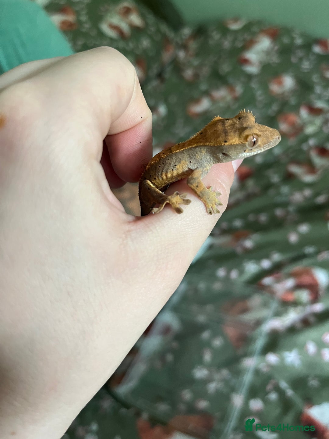 Gecko reptiles for sale: Lilly white and Dalmatian harlequin crested geckos - Image 23