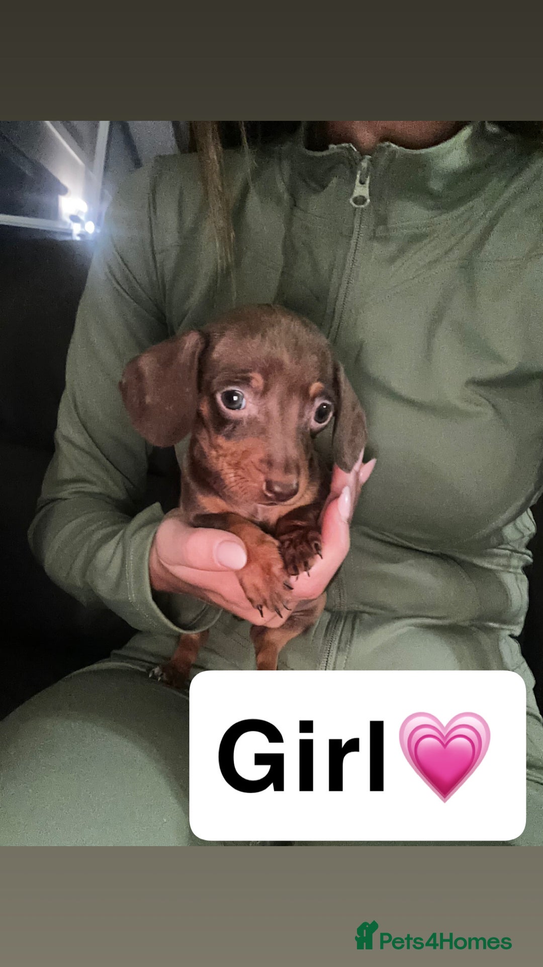 Dachshund dogs for sale: 7 beautiful dashound puppys - Advert 15
