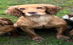 Cocker Spaniel dogs for sale: Cocker Spaniel Puppies  - Image 4