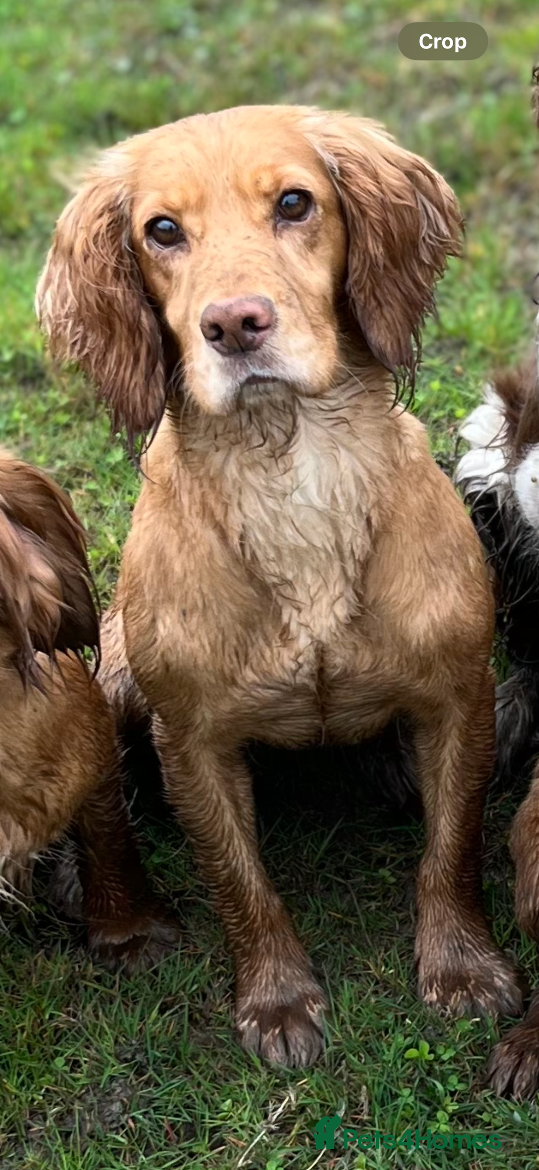 Cocker Spaniel dogs for sale: Cocker Spaniel Puppies  - Image 4
