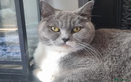 British Shorthair cats for sale: British Shorthair Full Blue Male - Image 6