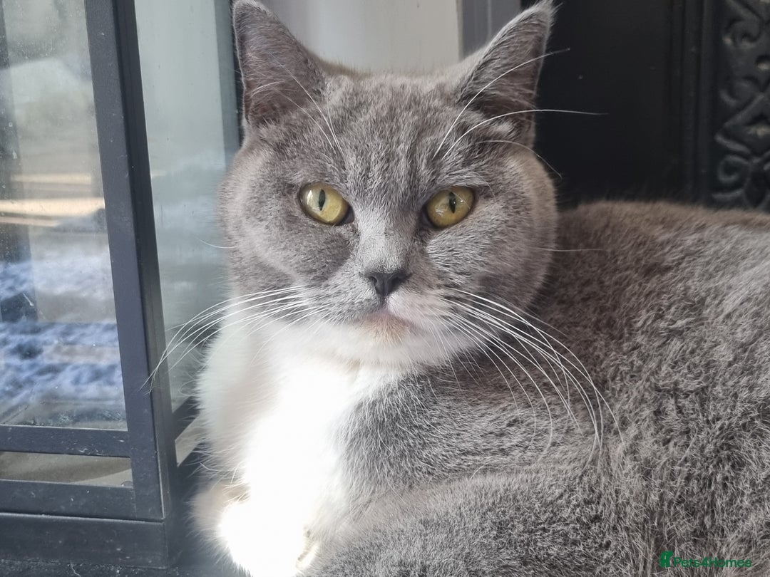 British Shorthair cats for sale: British Shorthair Full Blue Male - Image 6