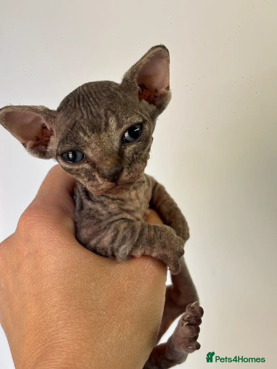 Sphynx cats for sale: BAMINO SPHYNX FEMALE KITTEN TICCA REGISTER ACTIVE - Advert 2