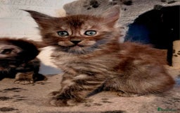 Maine Coon cats for sale: Stunnig Maine coon kittens  - Image 12