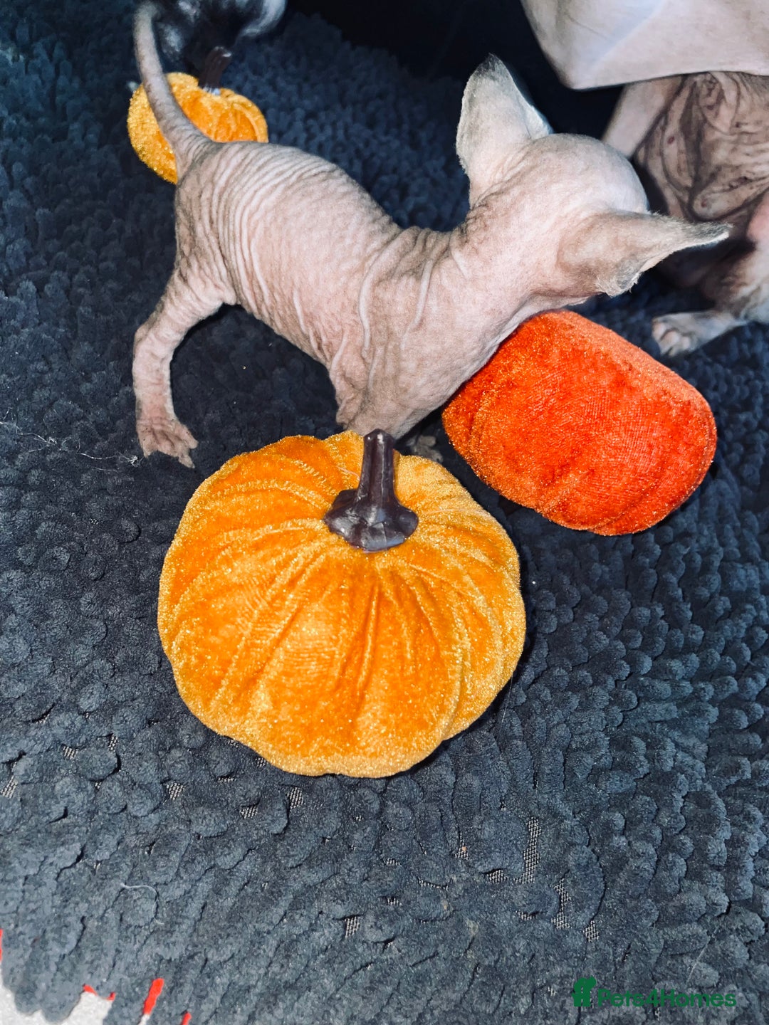 Sphynx cats for sale: Stunning Canadian sphynx kittens - Image 5