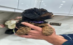 Toy Poodle dogs for sale: Beautiful Toy Poodle Puppies for Sale - Image 7