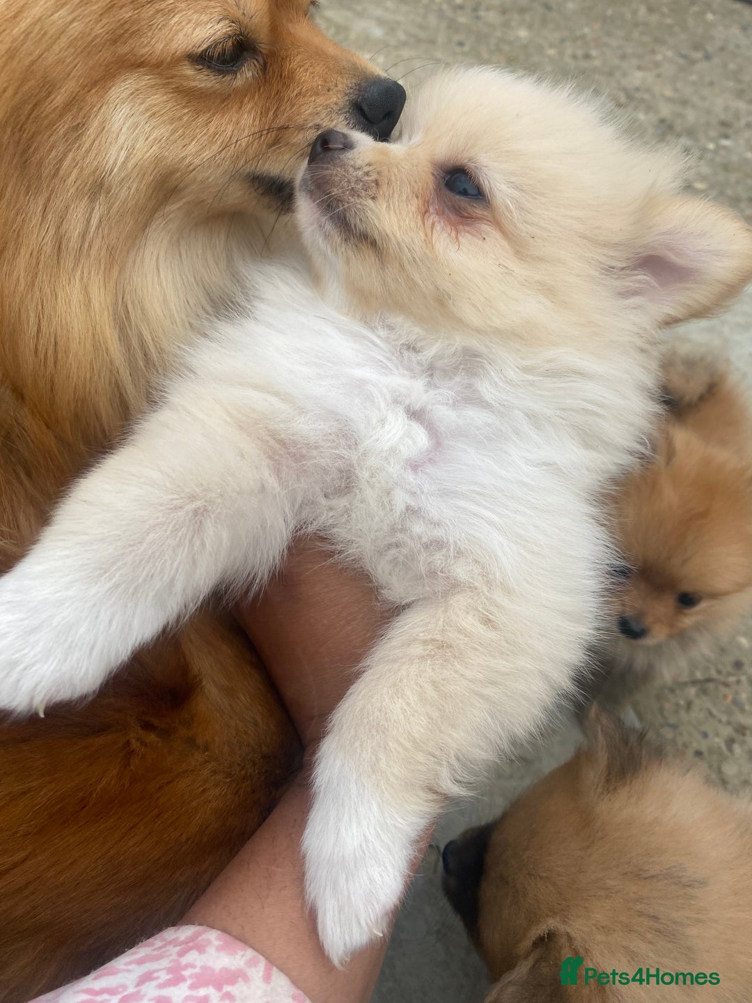 Pomeranian dogs for sale: Beautiful Russian bloodline Pomeranian puppies - Image 15
