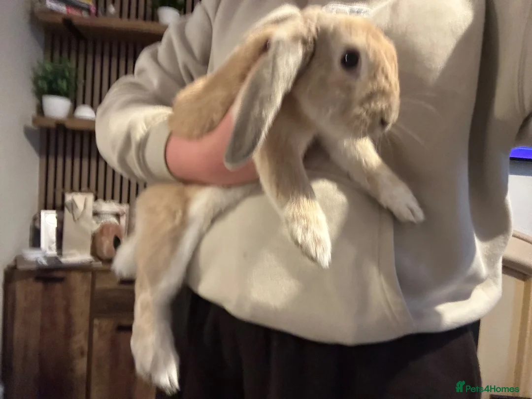 French Lop rabbits for sale: Male rabbit  - Advert 2