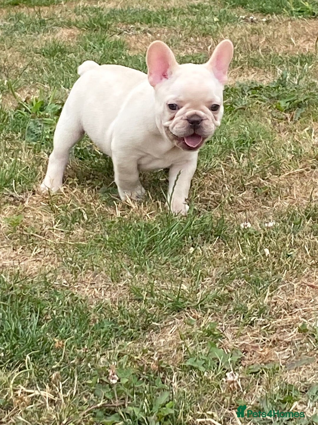 French Bulldog dogs for sale: 🐾 Beautiful French Bulldog Puppies 🐶 - Image 6