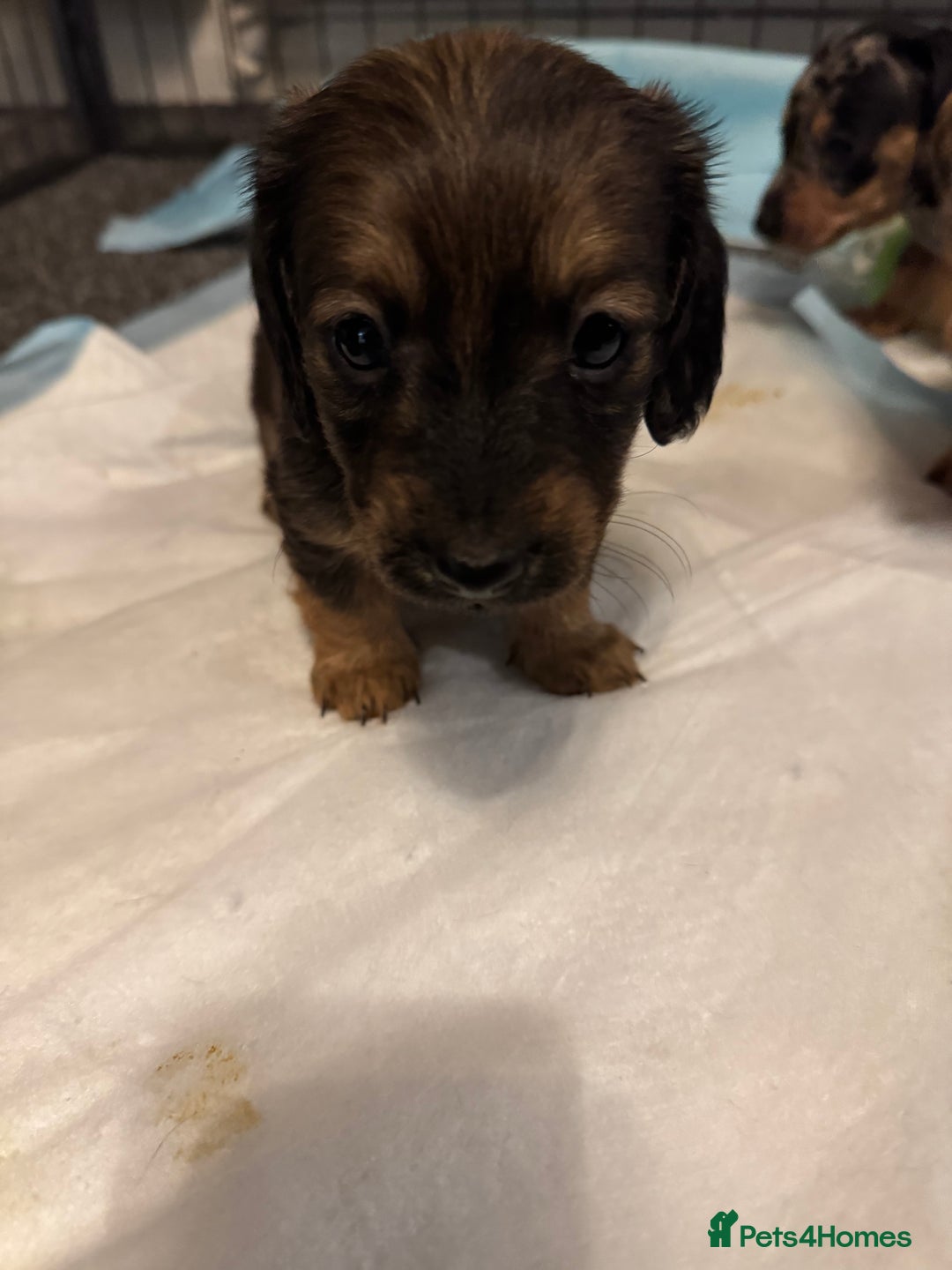 Miniature Dachshund dogs for sale: Beautiful minature dachshunds  - Advert 14