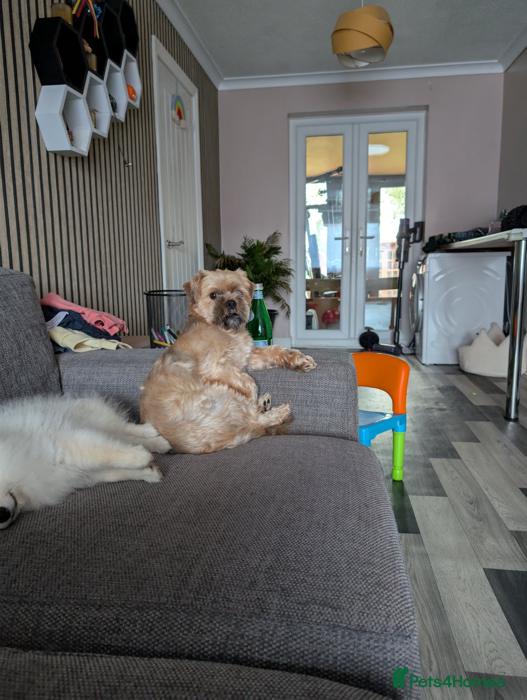 Pomeranian dogs for sale: Rehoming required for our two brothers.  - Image 14