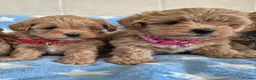 Maltipoo dogs for sale: Beautiful Maltipoo Puppies - Advert 3