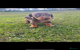 Dachshund dogs for sale: Dachshund - Image 6