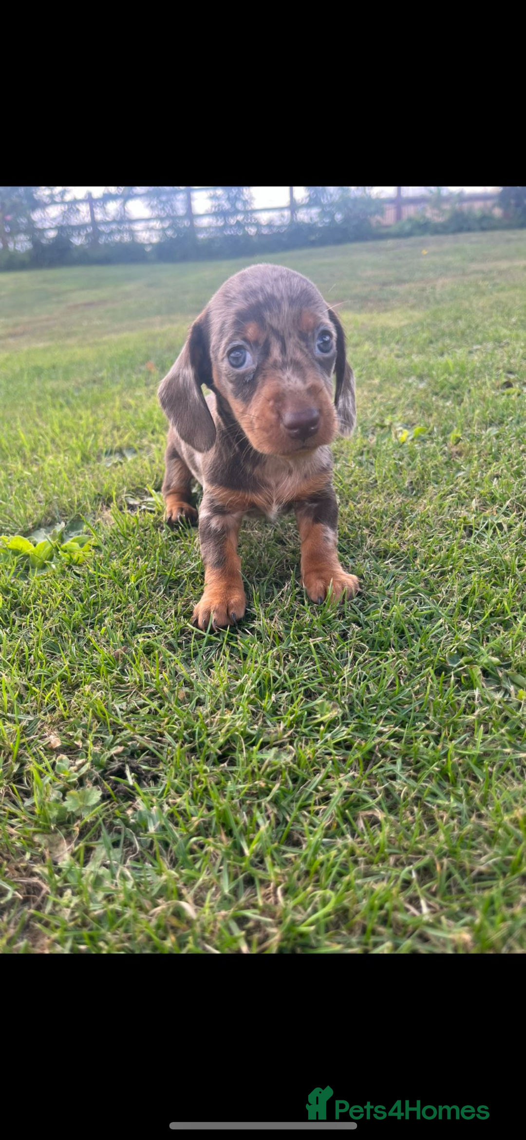 Dachshund dogs for sale: Dachshund - Image 6