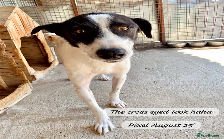 Mixed Breed dogs Pixel, 3-4 yrs old. Available for adoption. - Advert 16