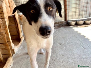 Mixed Breed dogs Pixel, 3-4 yrs old. Available for adoption. - Advert 17