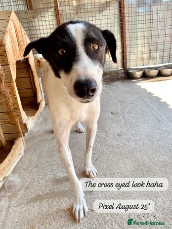 Mixed Breed dogs Pixel, 3-4 yrs old. Available for adoption. - Advert 17