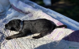 German Shepherd dogs for sale: German Shepherd pups - Image 15