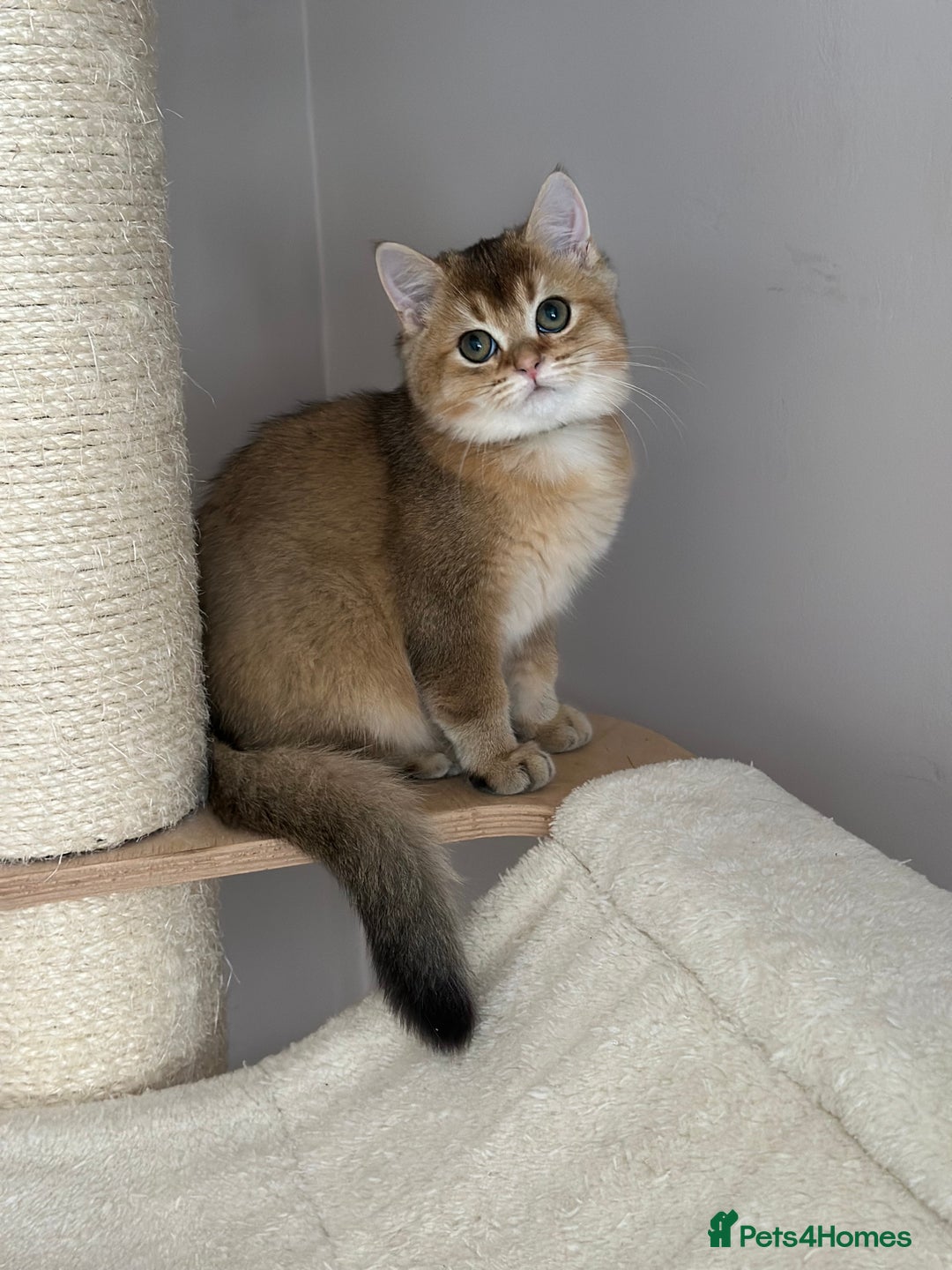British Shorthair cats for sale: BSH Golden kittens  - Image 13