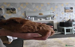 Guinea Pig rodents for sale: 6 boars 4 sale pr5 5ag  - Advert 3