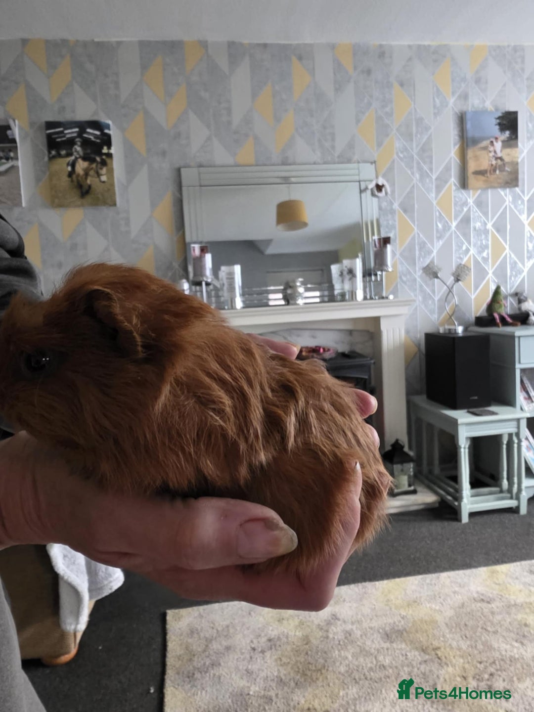 Guinea Pig rodents for sale: 6 boars 4 sale pr5 5ag  - Advert 3